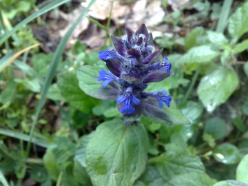 Una Lamiacea blu - Ajuga reptans