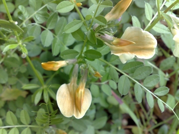 Vicia grandiflora / Veccia farfallona