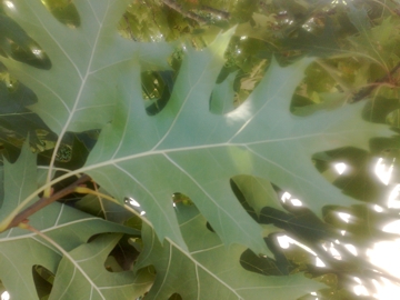 Quercus rubra