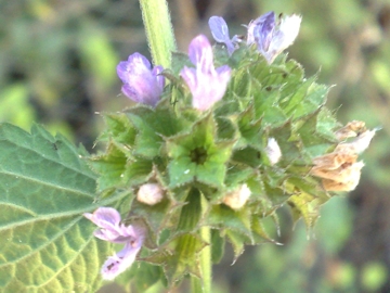 Ballota nigra