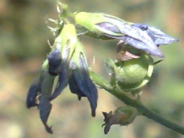 Medicago sativa