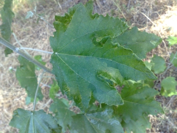 Albero incognito - Populus alba