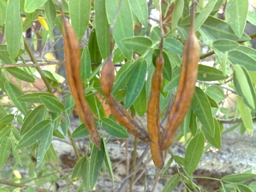 Arbusto di Fabacea
