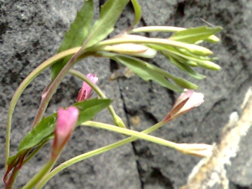 Epilobium lanceolatum