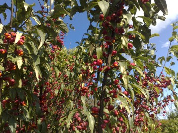 Arbusto con strani frutti - Euonymus europaeus