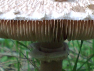 Lepiota o Macrolepiota procera?