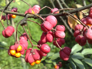 Arbusto con strani frutti - Euonymus europaeus
