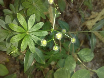 Galium mollugo / Caglio tirolese