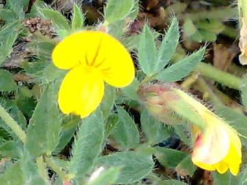 Lotus angustissimus / Ginestrino angustissimo