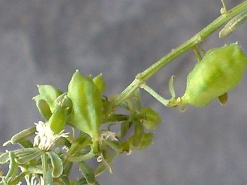 Reseda phyteuma / Reseda selvatica