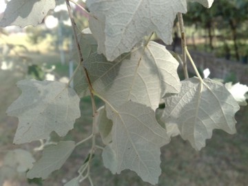 Populus alba