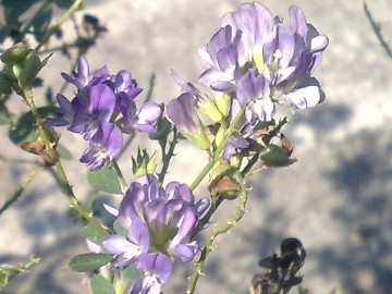 Medicago sativa