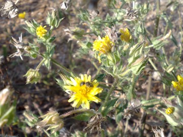 Helminthotheca echioides (= Picris echioides)