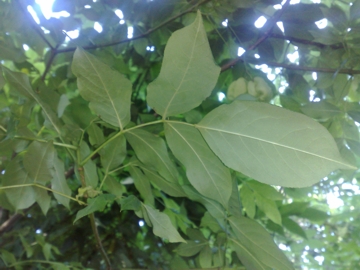 Staphylea pinnata / Borsolo - Falso Pistacchio