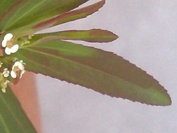 Chamaesyce nutans