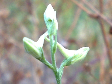 Una Linaria - no, Delphinium cfr. halteratum.