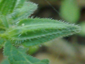Stachys sylvatica?
