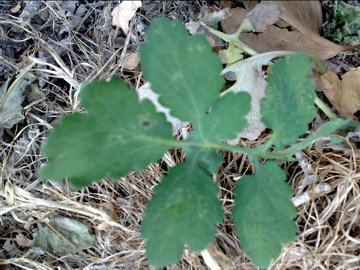 Chelidonium majus