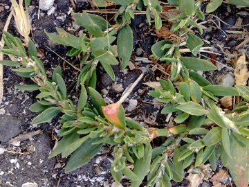 Polygonum aviculare