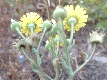 Andryala integrifolia