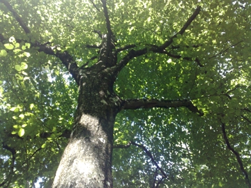Carpinus betulus