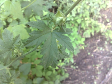 Malva moschata