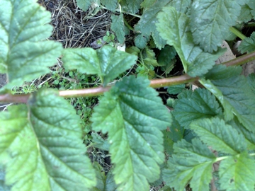 Erbacea di un incolto