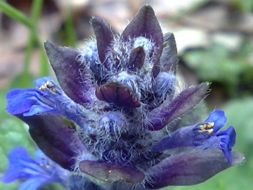 Una Lamiacea blu - Ajuga reptans