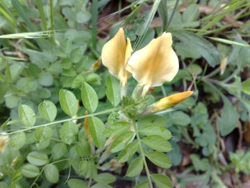 Vicia grandiflora / Veccia farfallona