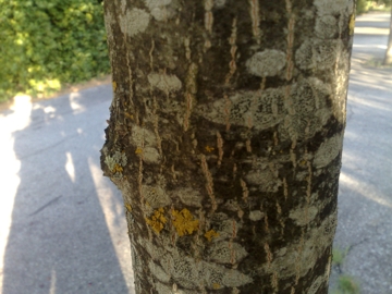 Quercus rubra