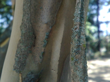 Albero con i ritidiomi -  Lagerstroemia indica