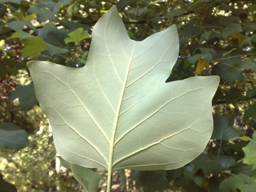 Altro albero incognito:  Liriodendron tulipifera (Magnoliaceae)