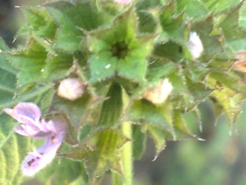 Ballota nigra