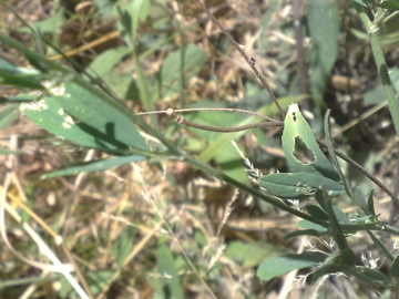 Medicago sativa