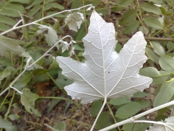 Albero incognito - Populus alba