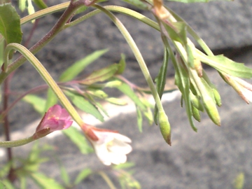 Epilobium lanceolatum