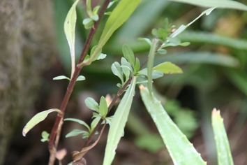 Symphyotrichum squamatum