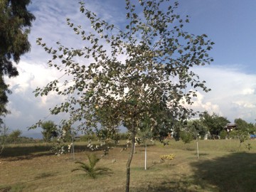 Populus alba
