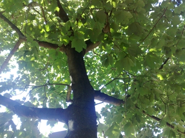 Acer opalus / Acero napoletano