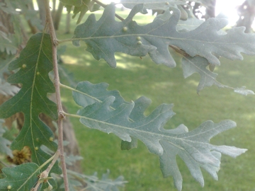 Quercus robur
