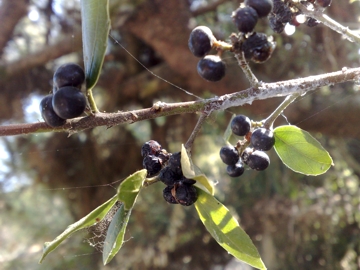 Arbusto con bacche nere - Rhamnus alaternus