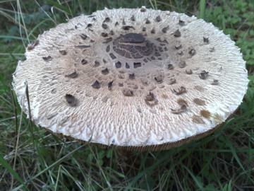 Lepiota o Macrolepiota procera?