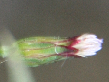 Symphyotrichum squamatum