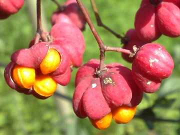 Arbusto con strani frutti - Euonymus europaeus