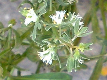 Reseda phyteuma / Reseda selvatica