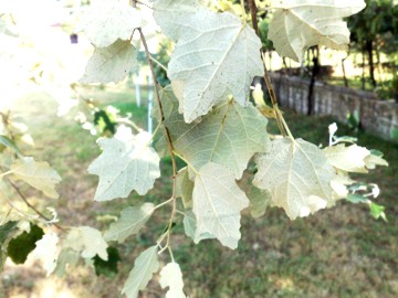 Populus alba