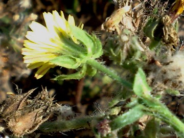 Helminthotheca echioides (= Picris echioides)