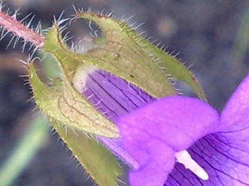 Campanula dichotoma / Campanula dicotoma