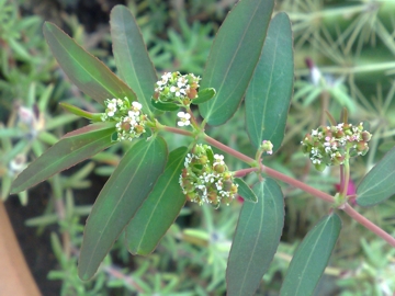 Chamaesyce nutans