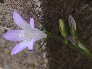 Campanula rapunculus
